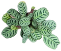 Burle Marx
